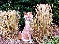 Ginger Kitty